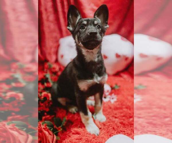 Medium Photo #4 German Shepherd Dog-Unknown Mix Puppy For Sale in Imlay City, MI, USA