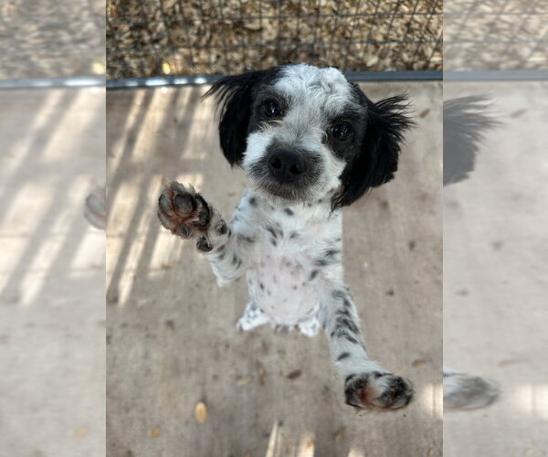 Medium Photo #1 Maltese-Unknown Mix Puppy For Sale in Oak Bluffs, MA, USA