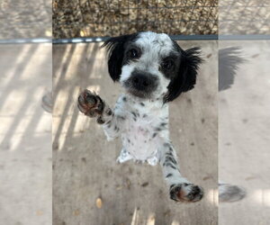 Maltese-Unknown Mix Dogs for adoption in Oak Bluffs, MA, USA