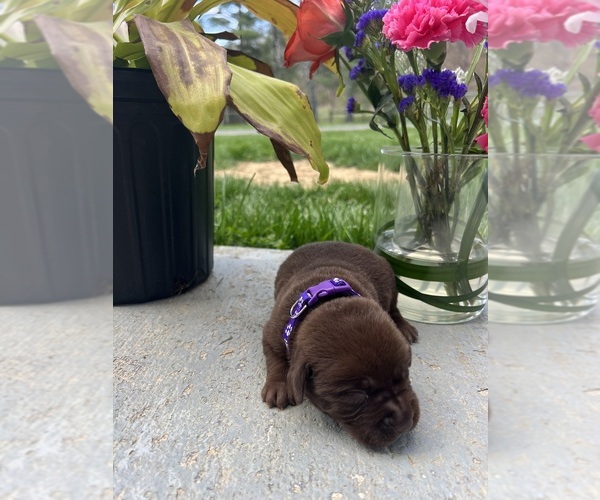 Medium Photo #13 Labrador Retriever Puppy For Sale in NEOLA, WV, USA
