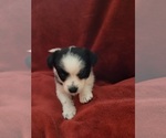 Small Photo #46 Yorkshire Terrier Puppy For Sale in AKRON, OH, USA