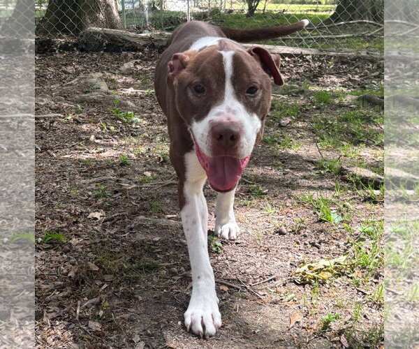 Medium Photo #4 Mutt Puppy For Sale in Yardley, PA, USA