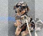 Small Photo #1 Goldendoodle Puppy For Sale in LONG BEACH, CA, USA