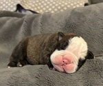 Small #6 Olde English Bulldogge