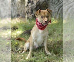 Titto - Male Chiranian Dog for Adoption - Photo #2