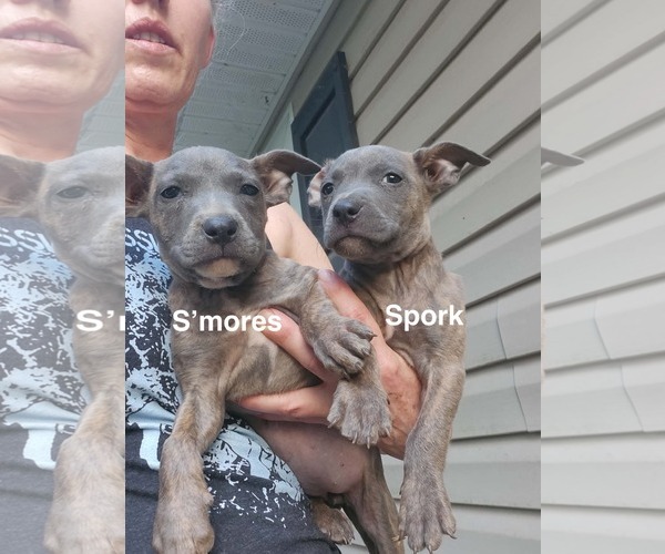 Medium Photo #2 American Staffordshire Terrier-Unknown Mix Puppy For Sale in Holly Springs, NC, USA