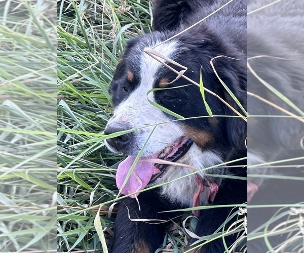 Medium Photo #5 Bernese Mountain Dog Puppy For Sale in SOUTHWORTH, WA, USA