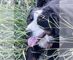 Small #4 Bernese Mountain Dog