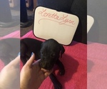 Small Photo #21 Great Dane Puppy For Sale in MINERAL WELLS, TX, USA