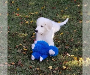 Great Pyrenees Puppy for sale in HOUSTON, TX, USA