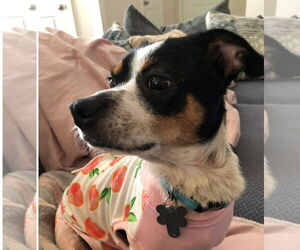 Jack Chi Dogs for adoption in Holly Springs, NC, USA