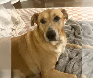 Black Mouth Cur-Unknown Mix Dogs for adoption in Euless, TX, USA