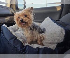 Mutt Dogs for adoption in Spring, TX, USA