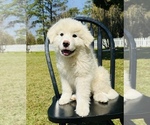 Small Photo #9 Great Pyrenees Puppy For Sale in OCALA, FL, USA