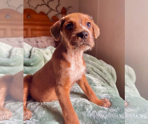 Medium Photo #2 Mutt Puppy For Sale in Sanford, FL, USA