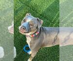 Small #1 American Pit Bull Terrier