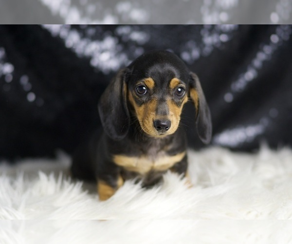 Medium Photo #90 Dachshund Puppy For Sale in WARSAW, IN, USA