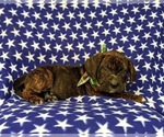 Small Photo #3 Frengle Puppy For Sale in LINCOLN UNIVERSITY, PA, USA