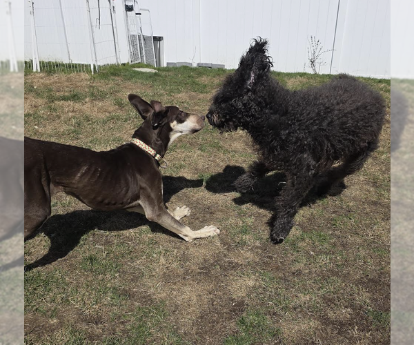Medium Photo #3 Great Dane Puppy For Sale in Brooklyn, NY, USA