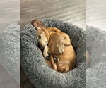 Small Dachshund