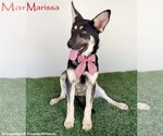 Small German Shepherd Dog Mix