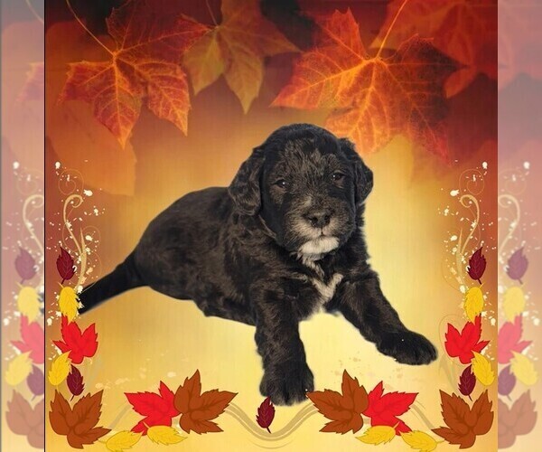 Medium Photo #13 Bernedoodle (Miniature) Puppy For Sale in PEYTON, CO, USA