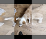 Small Photo #7 Border Collie Puppy For Sale in GALLATIN, TN, USA