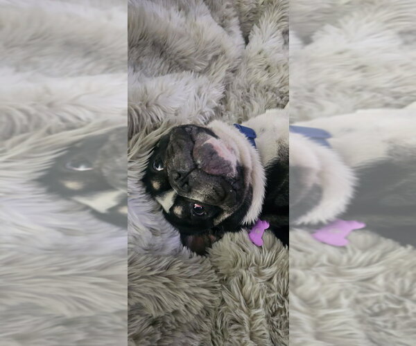 Medium Photo #5 French Bulldog Puppy For Sale in Buckeye, AZ, USA