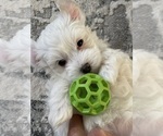 Small Photo #1 Maltipoo Puppy For Sale in ALEXANDRIA, VA, USA