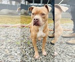 Small #5 American Staffordshire Terrier Mix