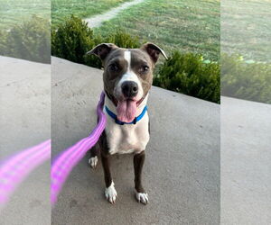 Medium Mutt