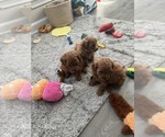 Small #3 Maltipoo