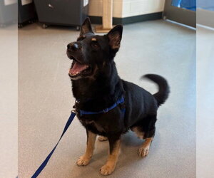 Gerberian Shepsky Dogs for adoption in Boston, MA, USA