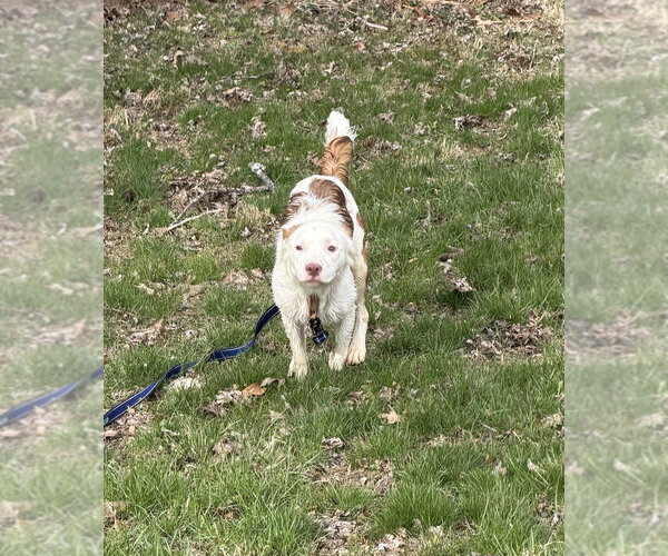 Medium Photo #2 Australian Terrier-Unknown Mix Puppy For Sale in Springdale, PA, USA