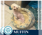 Small #1 Maltese
