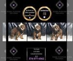 Small Photo #83 Goldendoodle (Miniature) Puppy For Sale in WARSAW, IN, USA