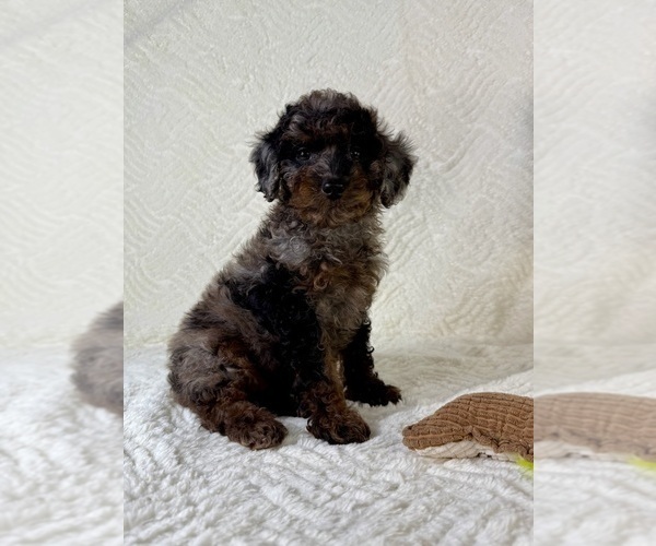 Medium Photo #4 Cock-A-Poo Puppy For Sale in GREENFIELD, IN, USA