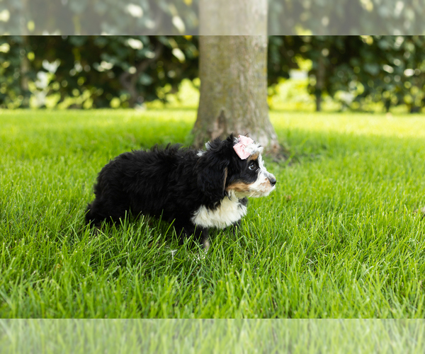 Medium Photo #15 Bernedoodle (Miniature) Puppy For Sale in SHIPSHEWANA, IN, USA