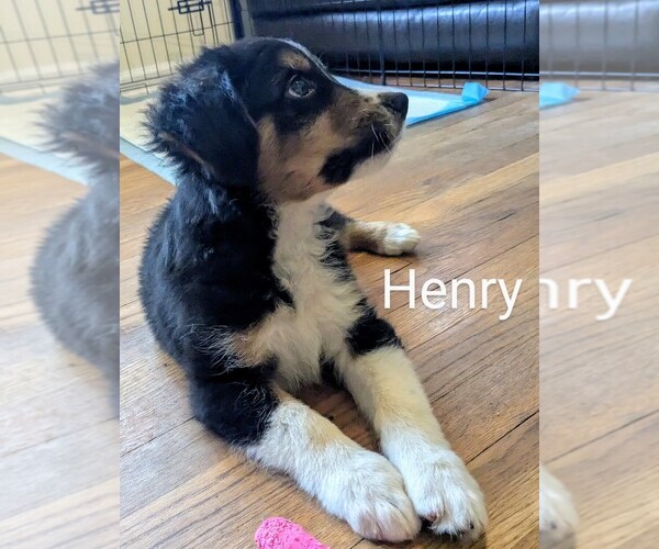 Medium Photo #9 Australian Shepherd Puppy For Sale in PAMPLIN, VA, USA