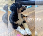 Small Photo #9 Australian Shepherd Puppy For Sale in PAMPLIN, VA, USA