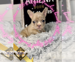 Small #2 French Bulldog