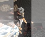 Small Photo #19 Rottweiler Puppy For Sale in PENSACOLA, FL, USA