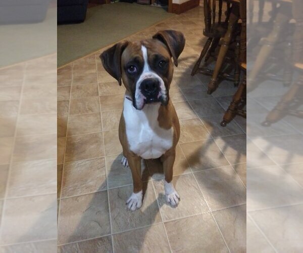 Medium Photo #1 Boxer Puppy For Sale in PORT ROYAL, PA, USA