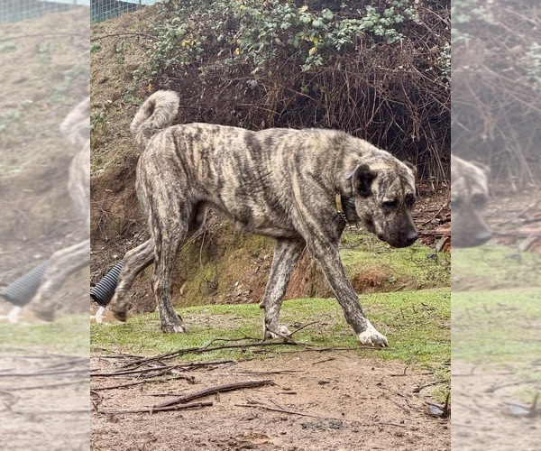 Medium Photo #1 Anatolian Shepherd Puppy For Sale in WINSTON, OR, USA