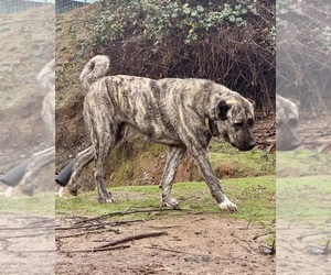 Mother of the Anatolian Shepherd puppies born on 08/15/2025