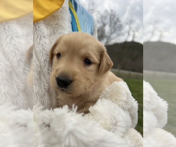 Medium Photo #3 Golden Retriever Puppy For Sale in NEOLA, WV, USA