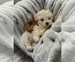 Small Poodle (Toy)