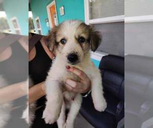 Great Pyrenees-Unknown Mix Dogs for adoption in Evansville, IN, USA