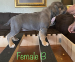 Small Photo #11 American Bully Puppy For Sale in JOPLIN, MO, USA