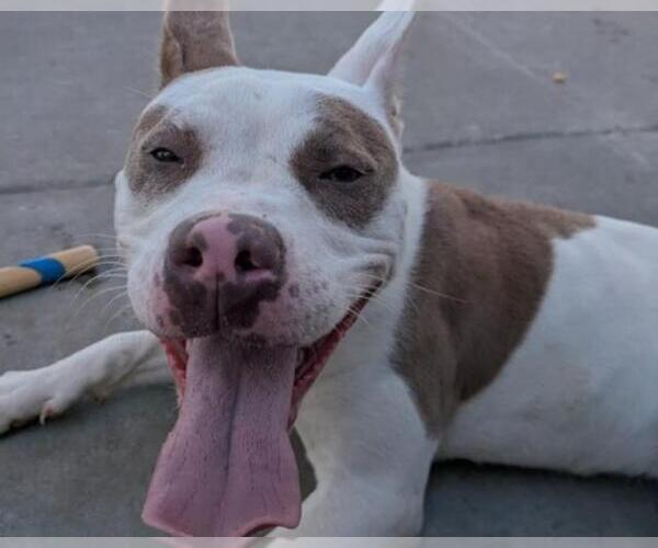 Medium Photo #1 American Pit Bull Terrier-Unknown Mix Puppy For Sale in Martinez, CA, USA